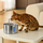 Fontaine NUAGEON™ — Fontaine à Eau pour Chat en Acier Inoxydable