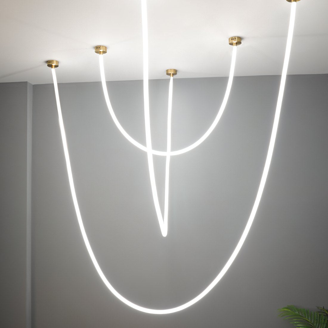 Lustre Mimosa